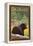 Black Bear in Forest - Colorado-Lantern Press-Framed Stretched Canvas
