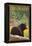 Black Bear in Forest - Colorado-Lantern Press-Framed Stretched Canvas