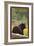 Black Bear in Forest - New Mexico-Lantern Press-Framed Art Print