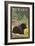 Black Bear in Forest, Seward, Alaska-Lantern Press-Framed Art Print