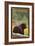 Black Bear in Forest - Wyoming-Lantern Press-Framed Art Print
