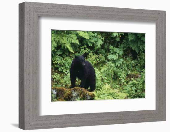 Black Bear in Forest-DLILLC-Framed Photographic Print