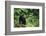 Black Bear in Forest-DLILLC-Framed Photographic Print