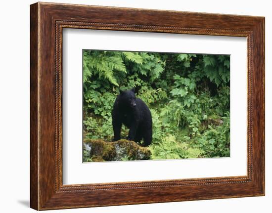 Black Bear in Forest-DLILLC-Framed Photographic Print