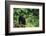 Black Bear in Forest-DLILLC-Framed Photographic Print