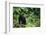 Black Bear in Forest-DLILLC-Framed Photographic Print