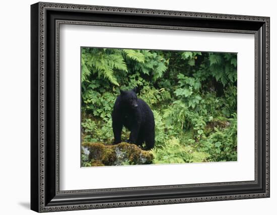 Black Bear in Forest-DLILLC-Framed Photographic Print