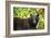 Black Bear in Meadow-Jason Savage-Framed Giclee Print