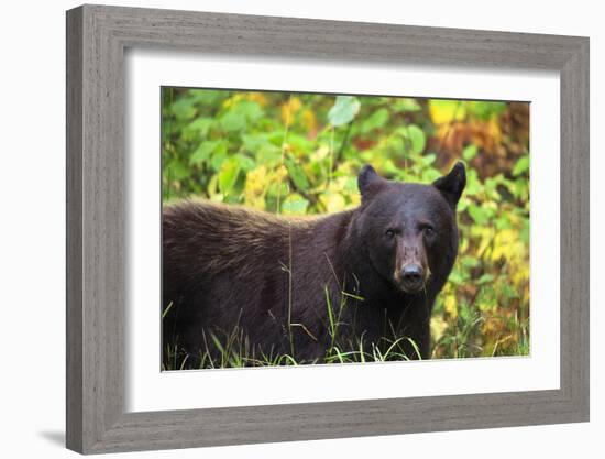 Black Bear in Meadow-Jason Savage-Framed Giclee Print