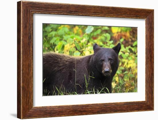 Black Bear in Meadow-Jason Savage-Framed Giclee Print