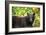 Black Bear in Meadow-Jason Savage-Framed Giclee Print