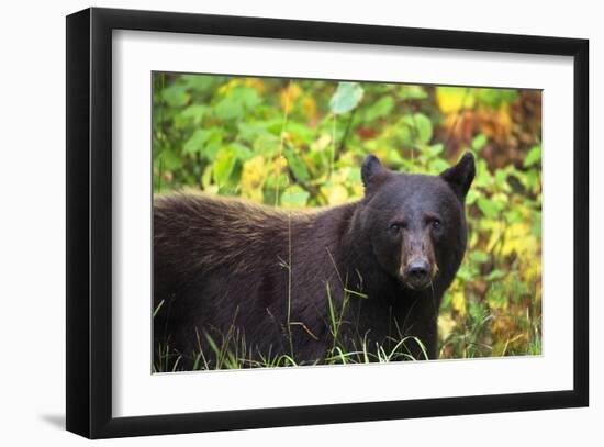 Black Bear in Meadow-Jason Savage-Framed Giclee Print