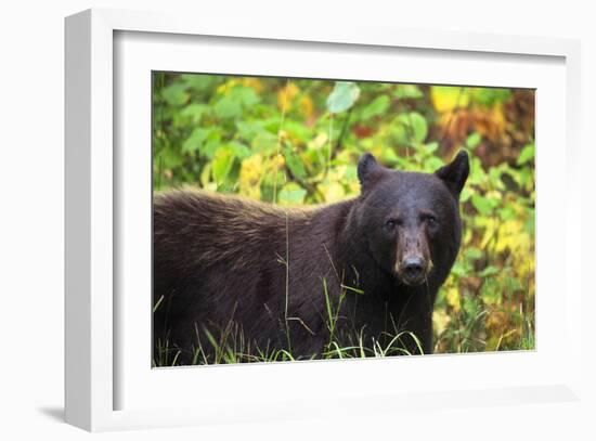 Black Bear in Meadow-Jason Savage-Framed Giclee Print