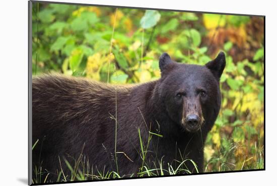 Black Bear in Meadow-Jason Savage-Mounted Giclee Print