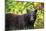 Black Bear in Meadow-Jason Savage-Mounted Giclee Print