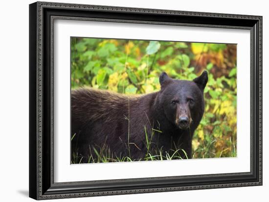 Black Bear in Meadow-Jason Savage-Framed Giclee Print