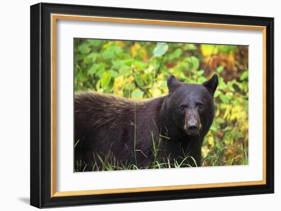 Black Bear in Meadow-Jason Savage-Framed Giclee Print