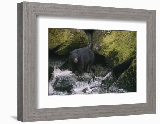 Black Bear in Stream-DLILLC-Framed Photographic Print