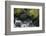 Black Bear in Stream-DLILLC-Framed Photographic Print