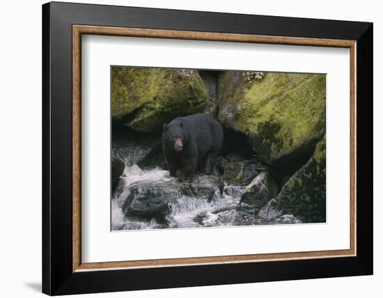 Black Bear in Stream-DLILLC-Framed Photographic Print