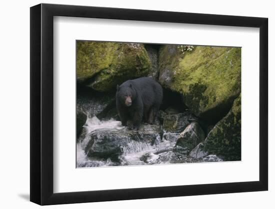 Black Bear in Stream-DLILLC-Framed Photographic Print