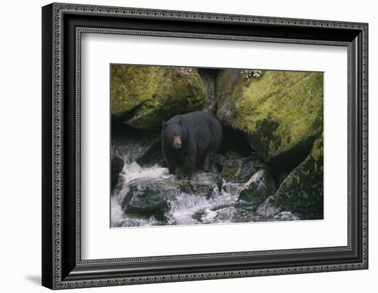 Black Bear in Stream-DLILLC-Framed Photographic Print