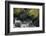 Black Bear in Stream-DLILLC-Framed Photographic Print