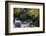 Black Bear in Stream-DLILLC-Framed Photographic Print