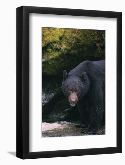 Black Bear in Stream-DLILLC-Framed Photographic Print