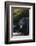 Black Bear in Stream-DLILLC-Framed Photographic Print