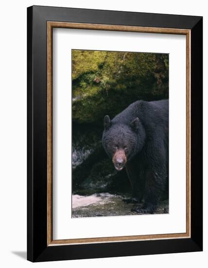 Black Bear in Stream-DLILLC-Framed Photographic Print