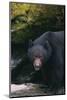 Black Bear in Stream-DLILLC-Mounted Photographic Print