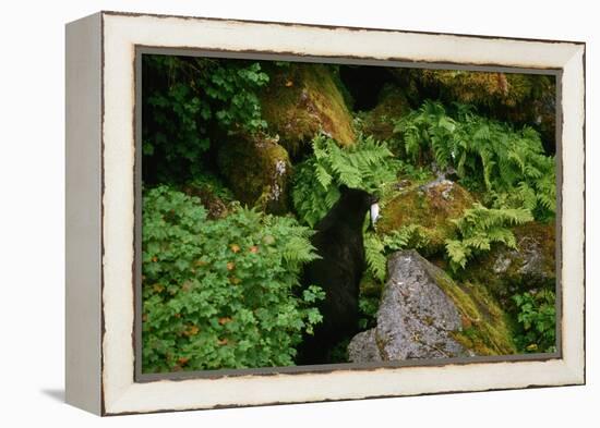 Black Bear in the Bushes-W. Perry Conway-Framed Premier Image Canvas