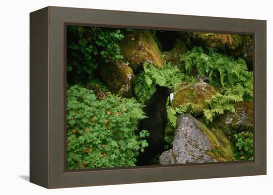 Black Bear in the Bushes-W. Perry Conway-Framed Premier Image Canvas