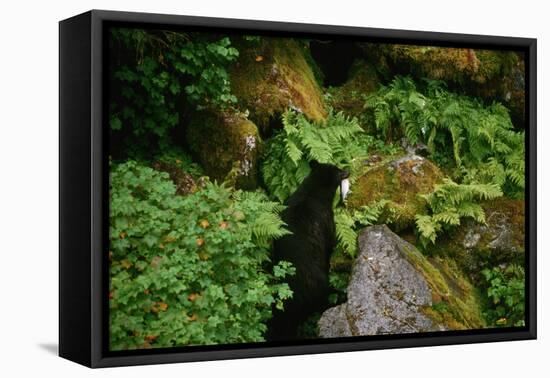 Black Bear in the Bushes-W. Perry Conway-Framed Premier Image Canvas