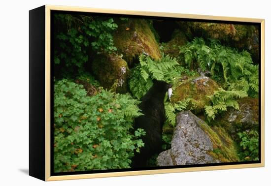 Black Bear in the Bushes-W. Perry Conway-Framed Premier Image Canvas