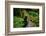 Black Bear in the Bushes-W. Perry Conway-Framed Photographic Print