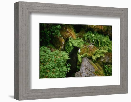 Black Bear in the Bushes-W. Perry Conway-Framed Photographic Print