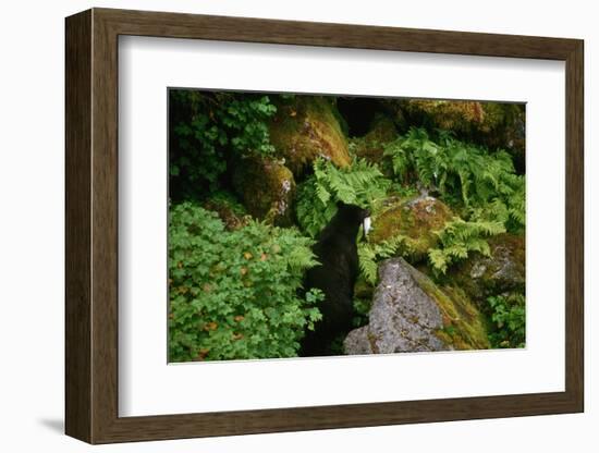 Black Bear in the Bushes-W. Perry Conway-Framed Photographic Print