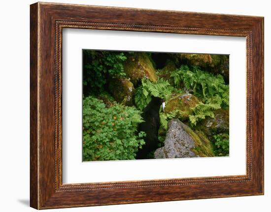 Black Bear in the Bushes-W. Perry Conway-Framed Photographic Print