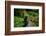 Black Bear in the Bushes-W. Perry Conway-Framed Photographic Print