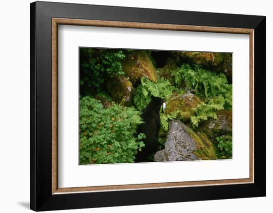 Black Bear in the Bushes-W. Perry Conway-Framed Photographic Print