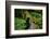 Black Bear in the Bushes-W. Perry Conway-Framed Photographic Print