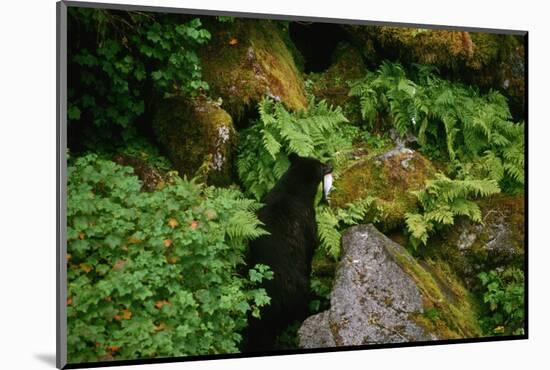 Black Bear in the Bushes-W. Perry Conway-Mounted Photographic Print