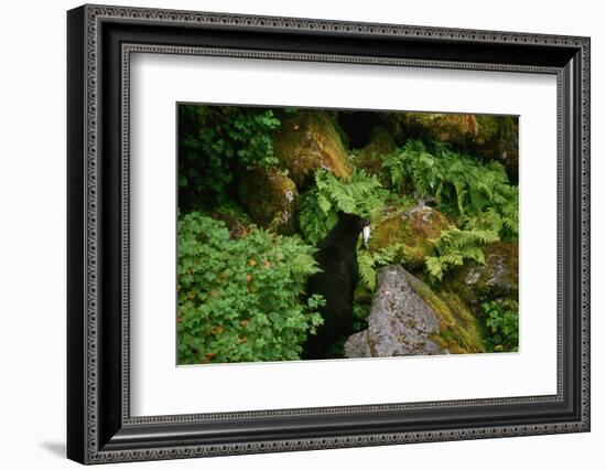 Black Bear in the Bushes-W. Perry Conway-Framed Photographic Print