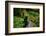 Black Bear in the Bushes-W. Perry Conway-Framed Photographic Print
