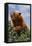 Black Bear Leaning over Hedge-DLILLC-Framed Premier Image Canvas