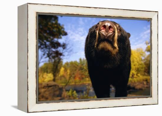 Black Bear Nosing Around-W. Perry Conway-Framed Premier Image Canvas