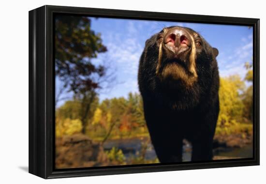 Black Bear Nosing Around-W. Perry Conway-Framed Premier Image Canvas