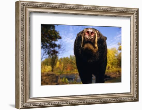 Black Bear Nosing Around-W. Perry Conway-Framed Photographic Print